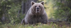 В Подмосковье сообщили о приближении медведей к поселениям