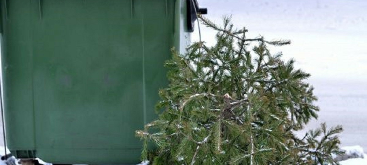 Ростовчанам запретили выбрасывать елки в контейнеры для мусора