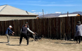 В столице Тувы реализуется комплекс мер для контроля численности бродячих собак