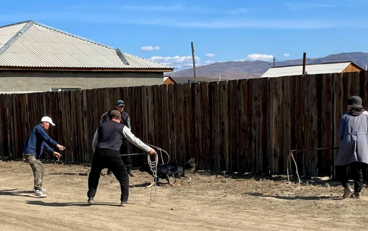 В столице Тувы реализуется комплекс мер для контроля численности бродячих собак