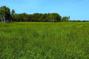 Стоимость земельных участков в Тюменской области упала на 7%