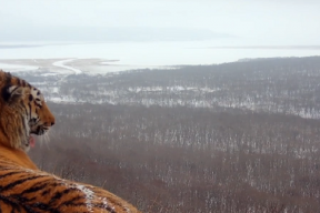 Scientists have obtained the first footage of an Amur tiger against the backdrop of Primorye's capital