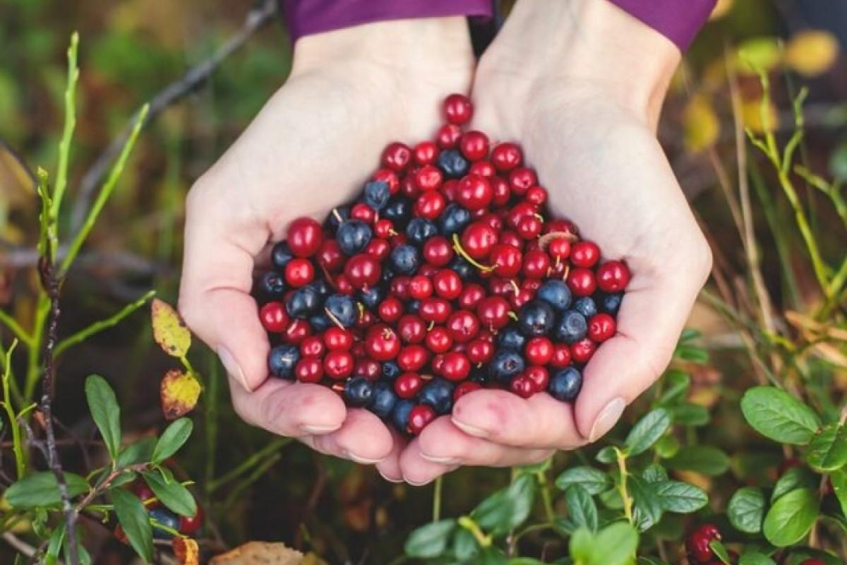 Общественник рассказал о штрафах за сбор ягод