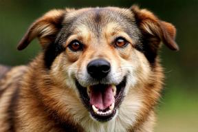 Смертельная опасность рядом: врач назвала главных переносчиков бешенства в России