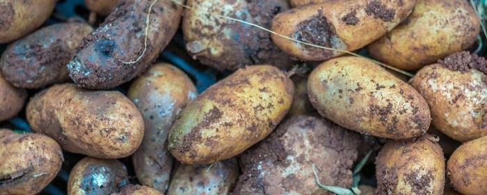 Пары гниющей картошки погубили двух жителей Владивостока