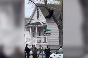 Дорожный хаос в Нью-Йорке: виновник — заблудившийся медведь