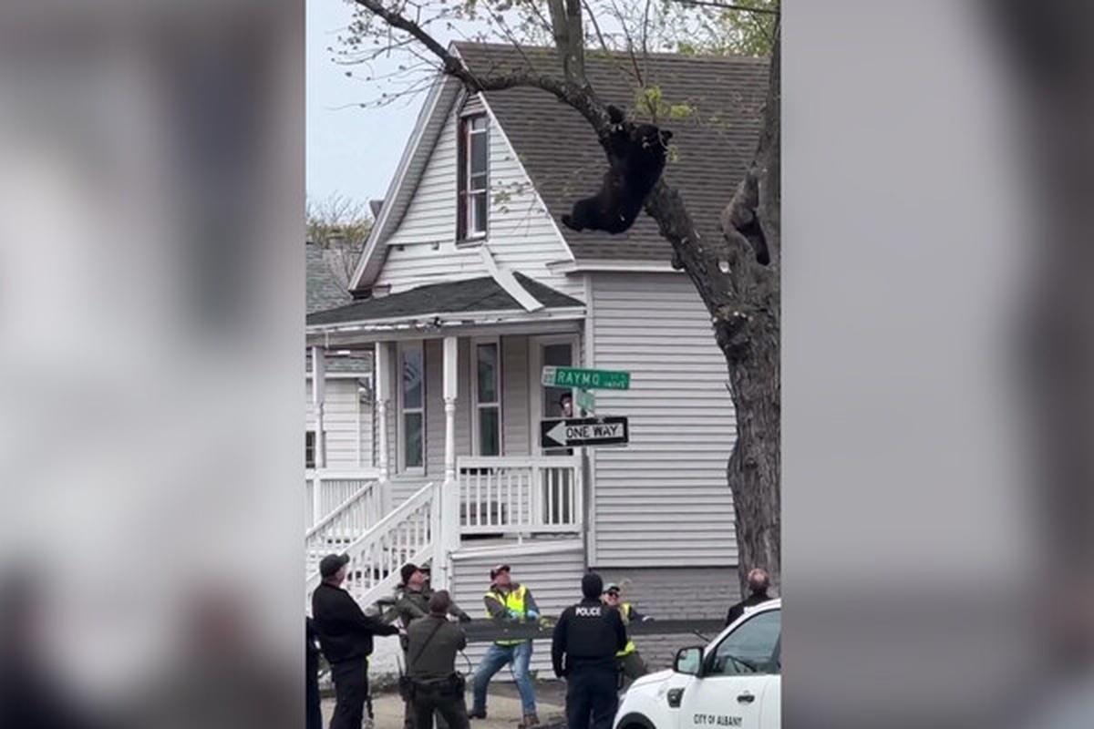 Дорожный хаос в Нью-Йорке: виновник — заблудившийся медведь