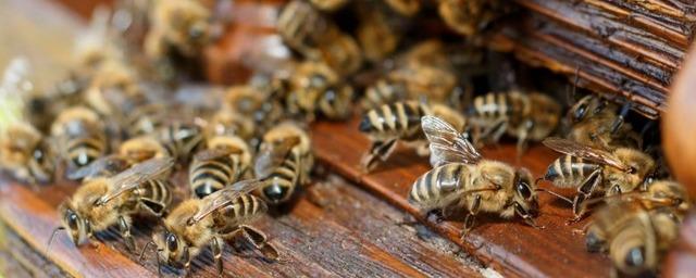 Шесть тульских агрокомпаний признаны виновными в массовой гибели пчел