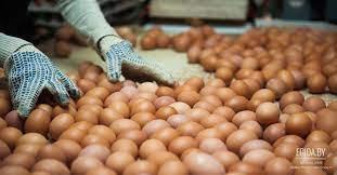 В январе сельскохозяйственные предприятия Подмосковья произвели 5,2 млн штук яиц
