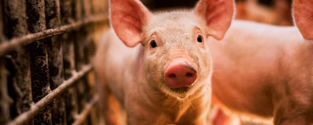 В Приморье уничтожат 22,5 тысячи свиней из-за вспышки ящура