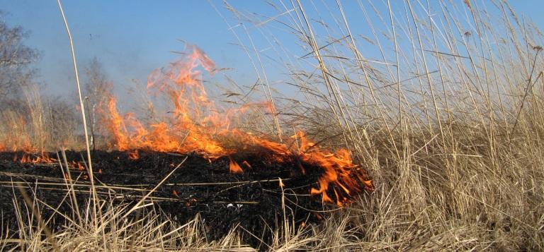 В Нижегородской области произошло более 35 случаев возгорания травы