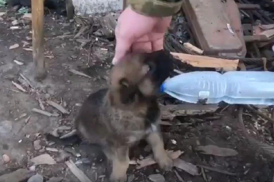 Новосибирские военные спасли в ДНР из-под завалов щенка