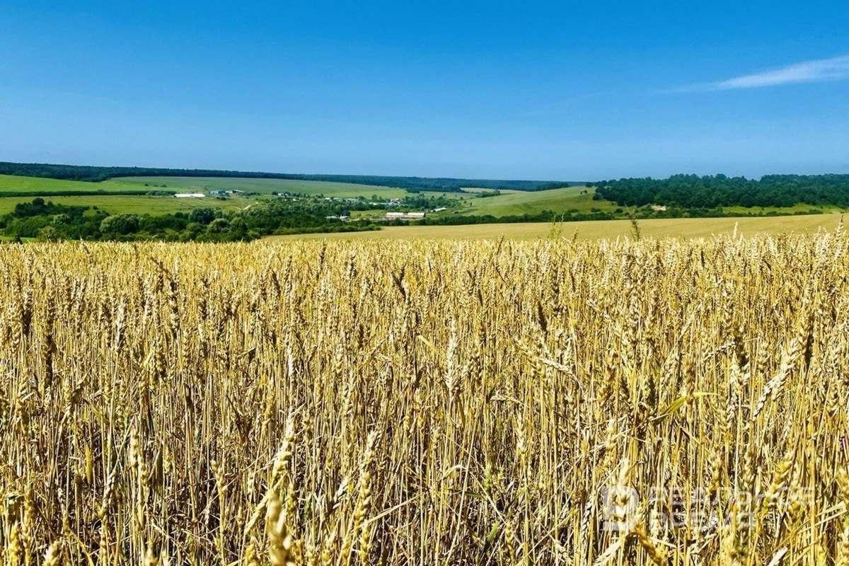 Власти Татарстана направили 400 млн рублей на поддержку семеноводства в регионе