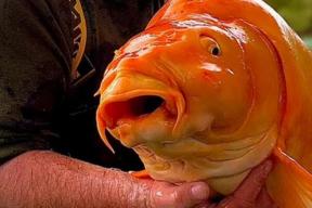 The legendary giant goldfish has died in France.