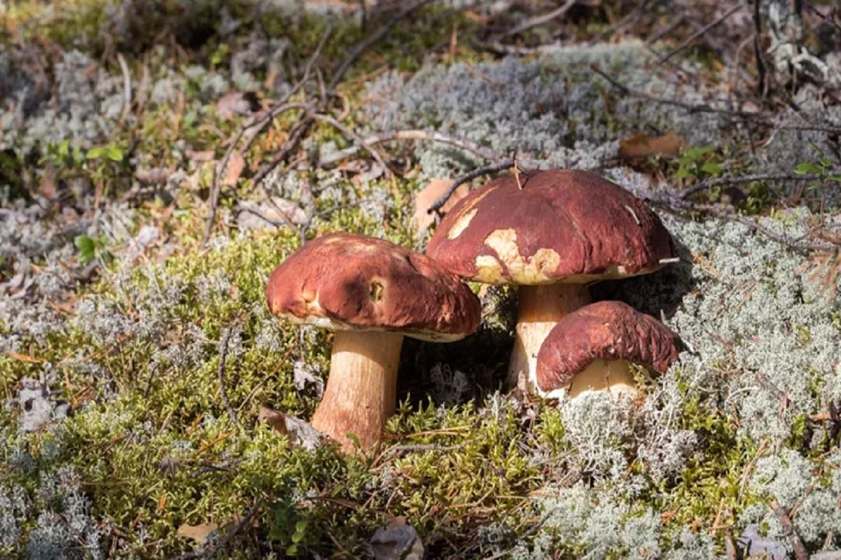 Новосибирцам напомнили о токсичности грибов, растущих у дороги
