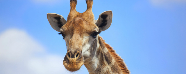 В Китае описали окаменелости древнего жирафа, похожего на осла