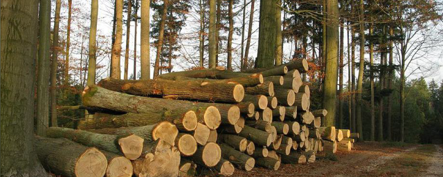 Финляндия не рада российскому запрету на вывоз леса
