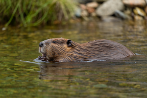 Интересный водный грызун был исключён из Красной книги Мордовии