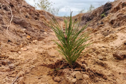 В Марий Эл в 2026 году восстановят 3 800 гектаров леса