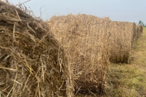 Аграрии Хабаровского края приступили к активной заготовке сена