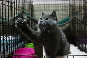 Новые законы об ответственности за обращение с питомцами могут снизить число бездомных животных