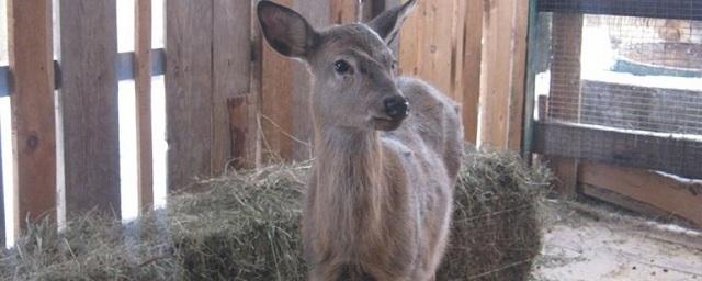 В зоопарке Воронежа поселилась самка пятнистого оленя из Пензы