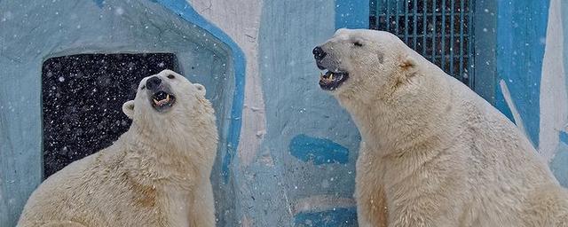 В новосибирском зоопарке после двухлетней разлуки встретилась парочка медведей