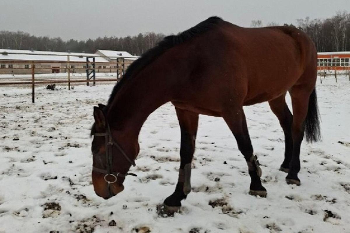 Подаренный конь Грандвиль обживает конюшню костромского ипподрома