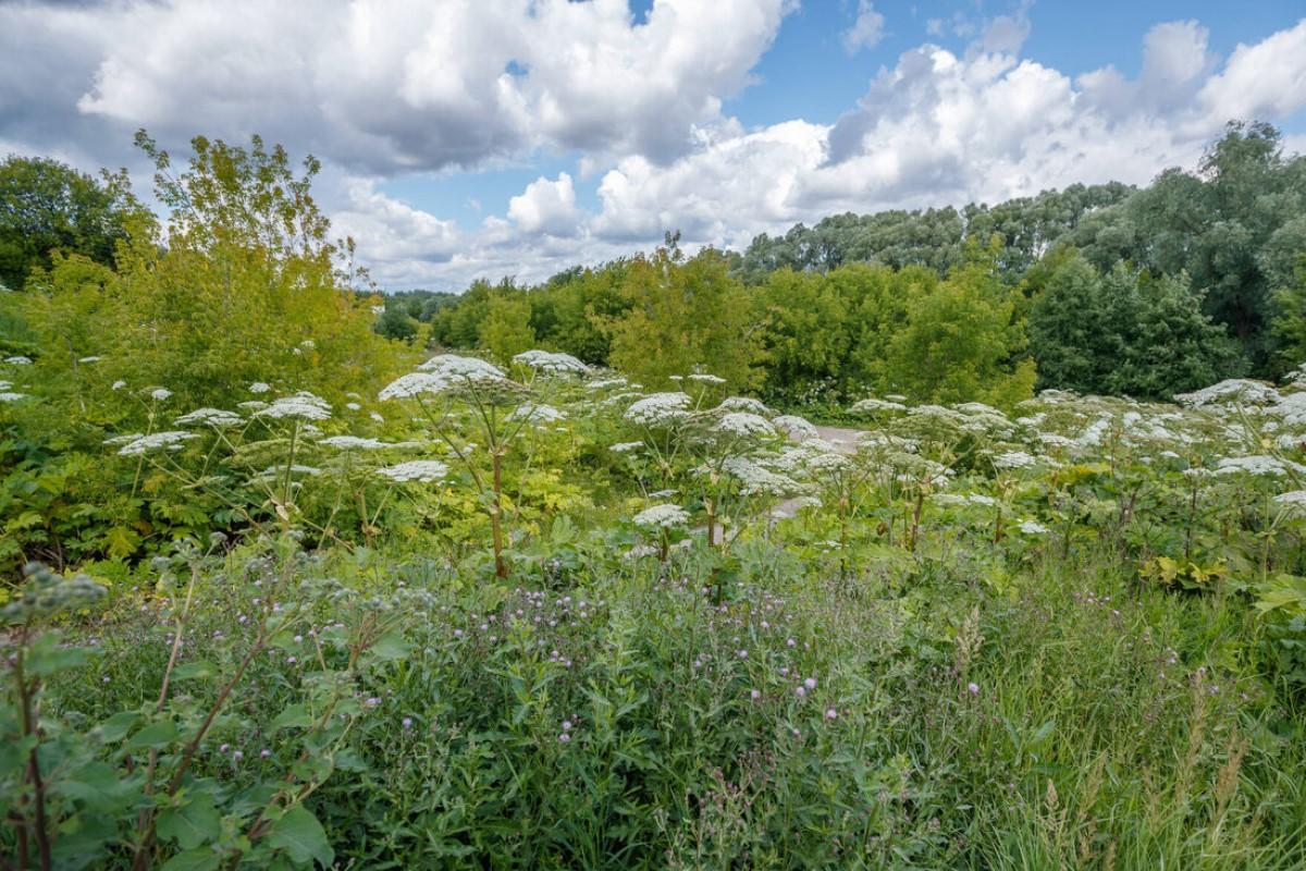 Стало известно, сколько потратят на борьбу с борщевиком в Казани