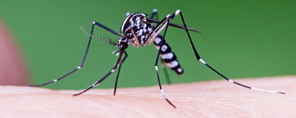 В КНР с помощью бактерий почти истребили комаров, передающих Денге