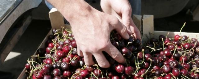 Псковичей призывают не покупать фрукты и ягоды в местах несанкционированной торговли
