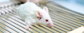 Israeli scientists were able to grow mouse embryos without ova or sperm