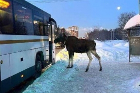 Жители Балашихи сняли на камеру лося, попытавшегося прокатиться на автобусе