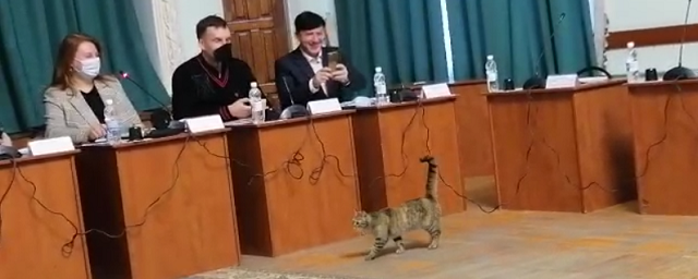 Кошка Маша проинспектировала работу депутатов Псковской гордумы, обсуждавших бюджет