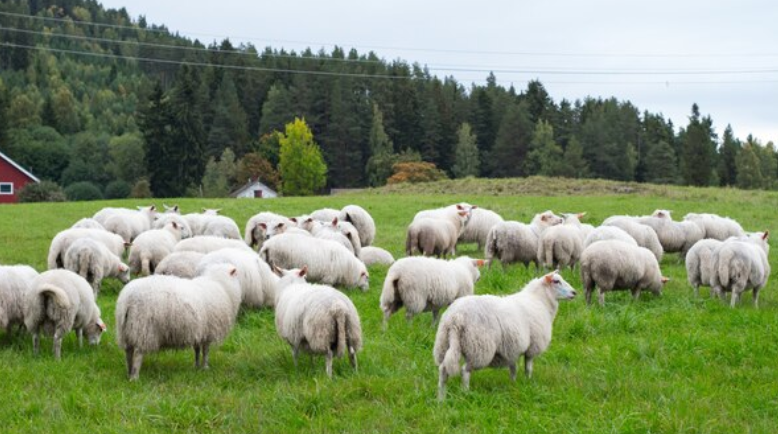 Пастух украл 41 овцу в Республике Алтай