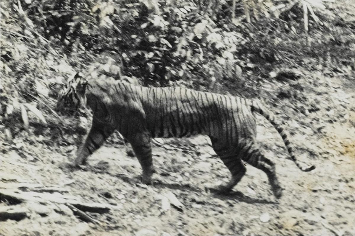 Экологи обнаружили в Индонезии следы пребывания яванского тигра, считающегося вымершим