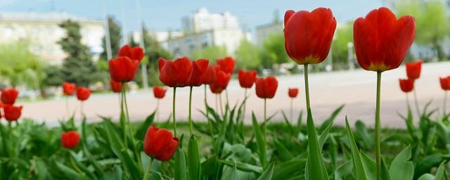 В центре Волгограда к маю высадят более 50 тысяч цветов