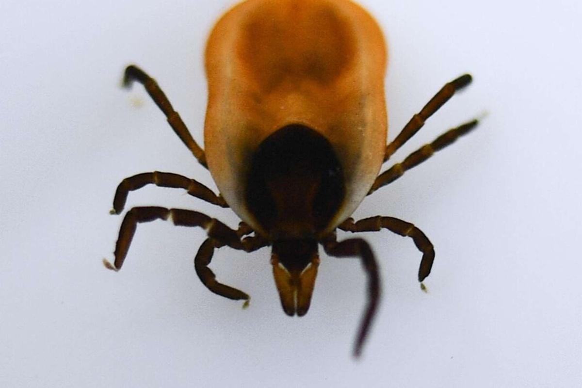 В Калужской области начали жаловаться на нападения клещей