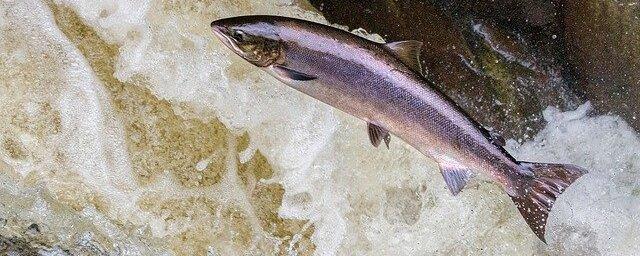 Коренные жители Чукотки смогут выловить около 906 тонн лососевых в путину 2022 года