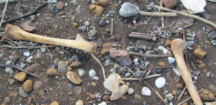 В лесу под Саратовом обнаружили скелет человека