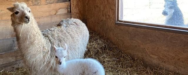 В Новороссийске на свет появились альпачёнок и верблюжонок