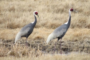 В Забайкалье в Даурском заповеднике увеличилась численность серых журавлей