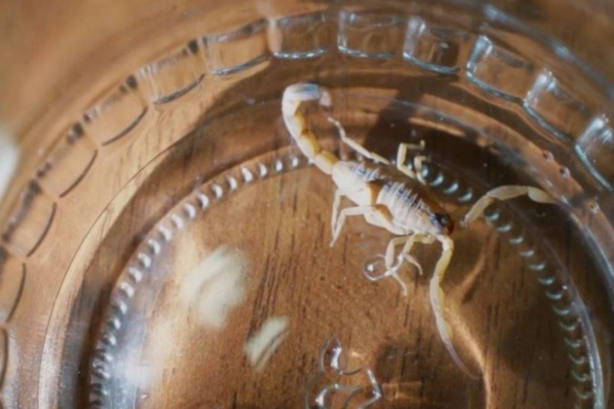 В Москве токсикологи оказали неотложную помощь работнице офиса, которую ужалил скорпион