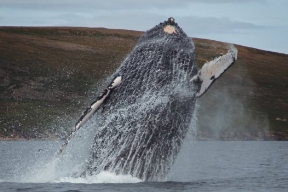 Удивительные кадры с морскими гигантами запечатлели на Чукотке