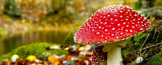 В Новосибирской области отравились грибами восемь человек