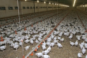 Как открыть ферму в Тульской области: гранты и обучение для начинающих