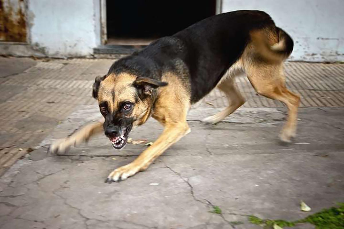 В Тыве принят закон об эвтаназии агрессивных бездомных животных