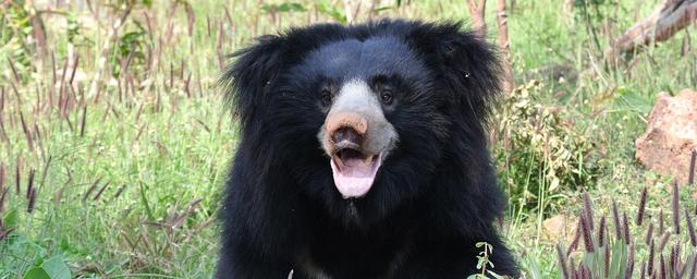 В индийском штате Джаркханд медведь растерзал двух людей