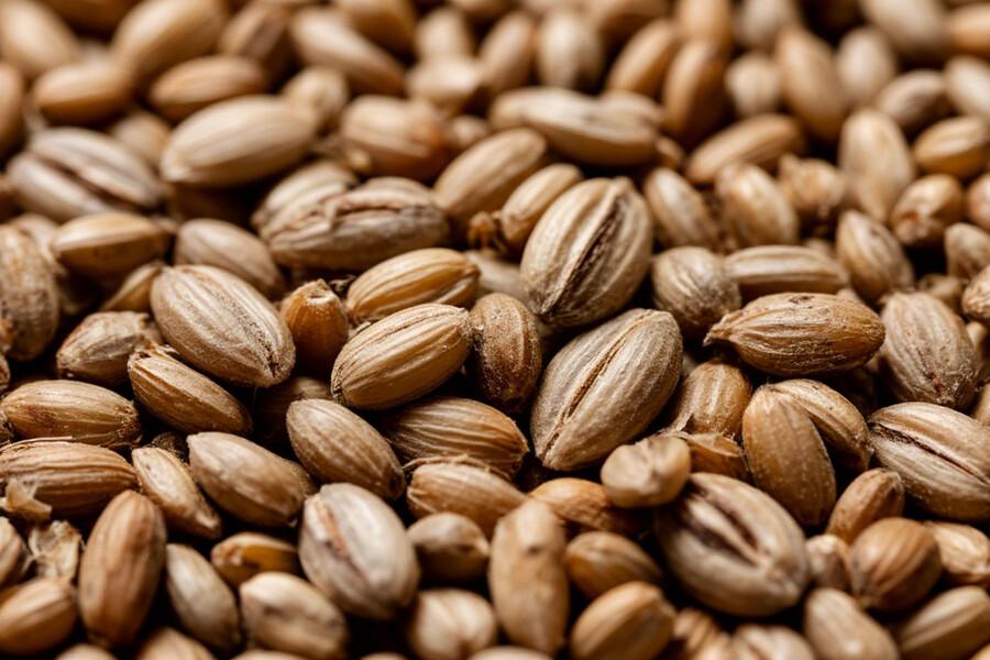 Калининградская область экспортировала более 1,4 млн тонн зерна за 10 месяцев 2025 года