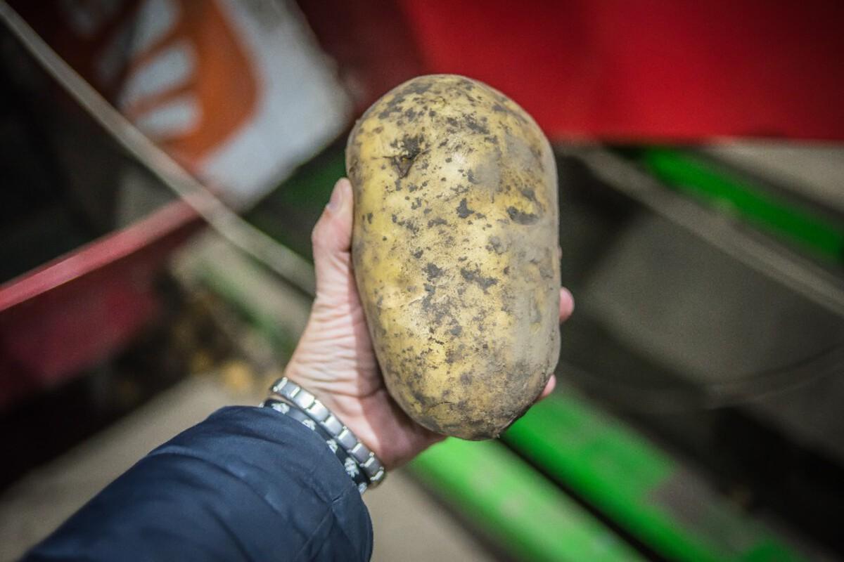 В Новосибирской области вырастили картофель весом больше 1 кг